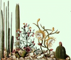 www.kakteensamen.de